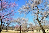 関東最多級！約300品種500本の「渓流の梅園」が見頃を迎えています（小田原フラワーガーデン）