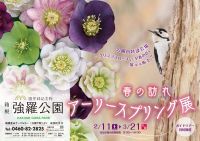 一足早く春が到来!箱根強羅公園で「春の訪れ アーリースプリング展」を開催