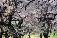 【いよいよ来週スタート！】神代植物公園「梅まつり」のお知らせ〈2月14日（火）～3月5日（日）〉