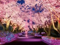 【よみうりランド】さくら咲く。しあわせ灯る。「夜桜ジュエルミネーション」開催。HANA・BIYORIでは「夜桜びより」も