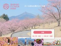 【いばらきフラワーパーク】春到来！山をピンク色に染める「さくら訪ねる陽だまりの森」と旬を味わう「いちごフェア」