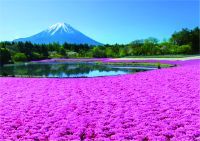 富士山麓の春の絶景・花のじゅうたん「2023富士芝桜まつり」 4月15日(土)開幕