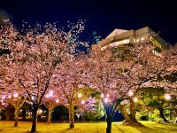 ライトアップで夜桜も！桜と吉田城の歴史を同時に楽しめる「春まつり」を開催
