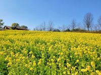 春の訪れを楽しむ黄色い絨毯「50万本の菜の花」