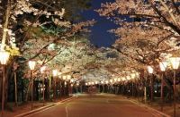 加古川市最大級の夜桜スポット 約1,000本のソメイヨシノを照らす幻想空間「日岡山公園」ぼんぼりライトアップ