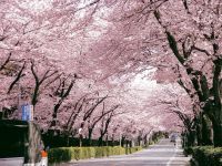 さくらの開花時期にあわせて松戸市内の4カ所で「さくらまつり」開催