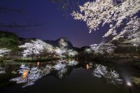 一度は訪れたい桜の名所　佐賀県武雄市　水面に映る九州最大級のライトアップは必見！