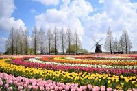 【入園無料】風車が映える花畑！約16万球のチューリップが4月上旬より開花（柏市あけぼの山農業公園）