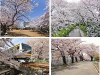 1,500本の圧巻の桜風景に、全長2kmの桜並木が楽しめる　都内近郊の桜名所　川崎市多摩区のお花見スポット