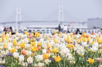 色鮮やかなチューリップに包まれる横浜にて「ガーデンネックレス横浜」連携イベント第45回「よこはま花と緑のスプリングフェア」2023が4月7日（金）から開催