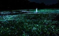 一面のネモフィラが夜の植物園で光り輝く新作が、「チームラボ ボタニカルガーデン 大阪」で公開。4月8日(土)から季節限定。