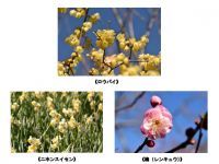 【京王百草園】1月下旬ごろまで!毎年好評の「ロウバイ」の花が見ごろです!