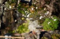 鎌倉 長谷寺の梅【夜間特別拝観・梅ライトアップ】と【新春御足参り(みあしまいり)】を実施