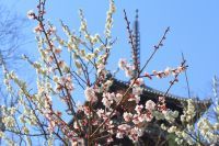 【土・日・祝日限定】横浜・三溪園で梅の香りとともに、100年前の風情を感じる梅のお花見体験『観梅会』を開催（2/11～3/3）