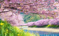 稲取温泉周辺イベント情報！2月1日（木）より開催、第34回河津桜まつり開花状況と第27回雛のつるし飾りまつり開催