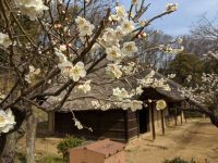 【東京都町田市】「町田薬師池公園四季彩の杜薬師池 梅まつり」を開催します