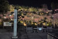 【東京・大田区】都内屈指の梅の名所「池上梅園」が期間限定でライトアップ‼