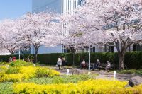 【東京ミッドタウン】ミッドタウン・ガーデンを彩る花々とアートを楽しむ春散歩「MIDTOWN BLOSSOM 2024」開催