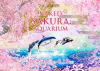 マクセル アクアパーク品川×ネイキッド、桜のデジタルアートで彩る海のお花見