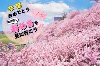 神奈川県南足柄市発祥の「春めき」が見頃を迎えます