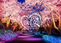 よみうりランド「夜桜ジュエルミネーション」開催
