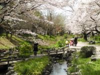 【東京・多摩】桜の開花に合わせてイベント・スタンプラリー・フォトコンなど開催！
