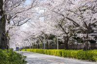 まもなく開花！桜が楽しめる見どころをご紹介 松戸市内4つのさくらの名所で「さくらまつり」も開催