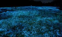 「チームラボ ボタニカルガーデン 大阪」で、一面のネモフィラが夜の植物園で光り輝く作品を公開