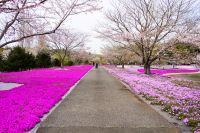 東京ドイツ村では、現在「芝桜」が見頃！春の花々が村内を彩ります