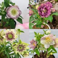 【サンシャインシティ】クリスマスローズの世界展2025 ～恋する魅惑の花～＊2025年2月21日（金）・22日（土）＊