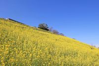 【マザー牧場に春到来】350万本の「菜の花」が現在見頃！