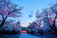 【靖國の桜】令和7年のお花見は靖国神社へ。幻想的な「夜桜詣」も。