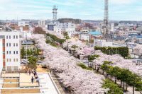 「令和7年度 稲生川上水167周年記念 十和田市春まつり」、4月19日から5月5日まで開催！