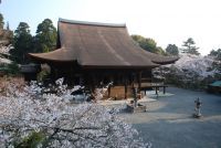 近江で阿波おどり～「三井寺花見阿波おどり」を初開催！
