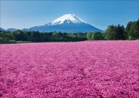 「富士芝桜まつり」4/12(土)開幕。「恋するハートのベンチ」など、SNS映え絶景スポットも