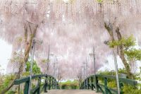 350本以上の藤の花と、5000株以上のツツジが咲き誇る『ふじのはな物語～大藤まつり2025～』が2025年4月12日（土）より開幕！
