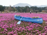 【富士本栖湖リゾート】富士山×一面ピンクの絶景！2025富士芝桜まつり・イングリッシュガーデンプレス内覧会レポート