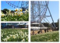 【葛西臨海公園】約5万7千球のスイセンの開花に合わせて「水仙まつり」を2/7・2/8に開催