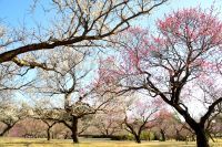 【小田原フラワーガーデン】例年よりも早い「梅」の開花！関東最多級の名所・約300品種500本「梅まつり」2026年1月24日（土）より開催（入園無料）