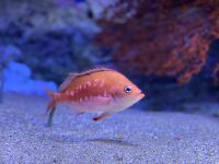 【下田海中水族館】今年は菜の花も！海に棲む「桜」と「菜の花」も見よう！～「みなみのさくらと菜の花まつり」＆「河津桜まつり」を盛り上げます～