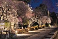 【東京・大田区】～池上梅園で春の香りを楽しみませんか～期間限定でライトアップします！