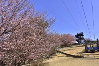 地元が愛する「城ケ崎桜(じょうがさきざくら)」が見頃に！