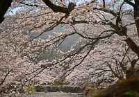 1kmに1,500本と京都丹波随一の規模！京都府亀岡市で3月28日から「2026亀岡さくらウィーク」を開催