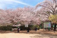 今年は体験イベントが盛りだくさん！清水公園 3/14からさくらまつり開催！