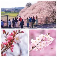 早咲きの桜「春めき」が南足柄市で開花!!　2026年の見頃は3月14日(土)、15日（日）ごろか