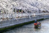 水辺の桜に大接近! 第22回 お江戸深川さくらまつり 和船、動力船、カヌーで味わう江戸風情 3月20日(金・祝)より「水上花見」開催