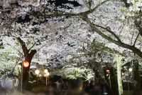 名園の夜は桜が主役になる10日間・宵闇に浮かび上がる夜桜「特別名勝 栗林公園 春のライトアップ」開催