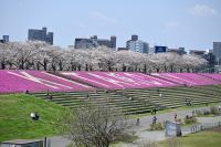【東京・北区】23区最大規模！新荒川大橋緑地に「KITA・CITY」を描く巨大な芝桜アートが出現
