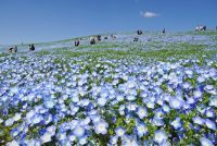 【国営ひたち海浜公園】ネモフィラ　現在5分咲き、まもなく見頃（7分咲き）を迎えます！