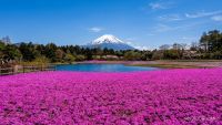【山梨・富士本栖湖リゾート】4月22日時点で満開の絶景！約50万株が咲き誇る「富士芝桜まつり」